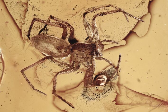 Detailed Fossil Spider (Araneae) In Baltic Amber #321673